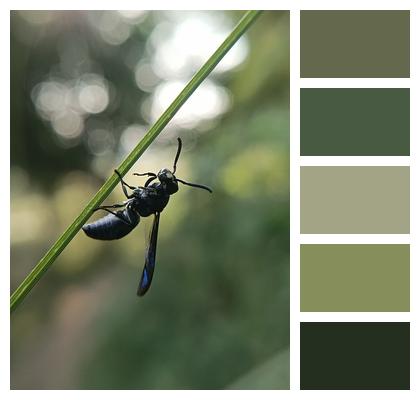 Organ Pipe Mud Dauber Solitary Wasps Macro Photography Image